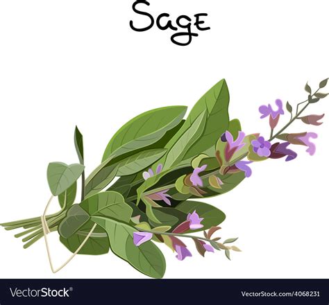 Sage Herb Royalty Free Vector Image Vectorstock