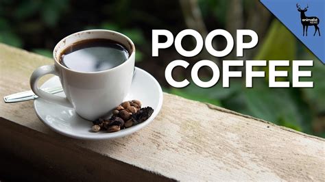 Poop Coffee Is 40 A Cup Youtube