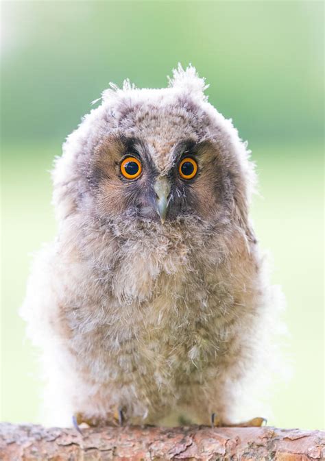 Baby Long-eared Owl Photograph by Janne Mankinen