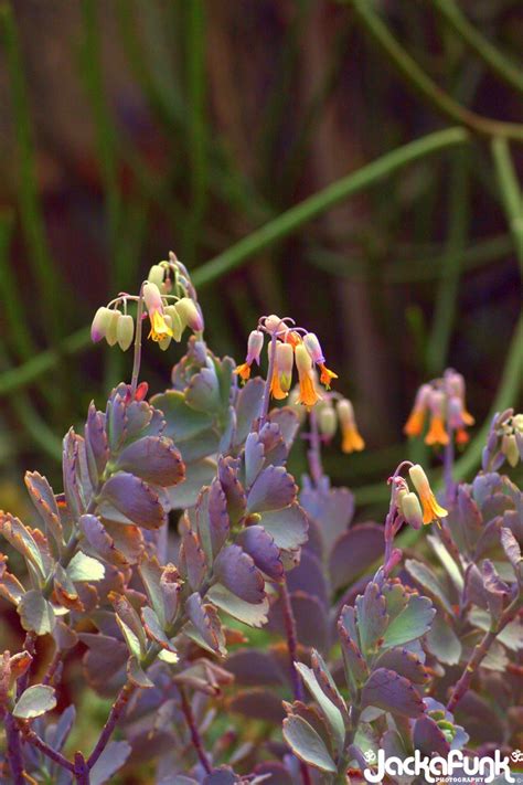 Succulents Cory Giacalone Flickr