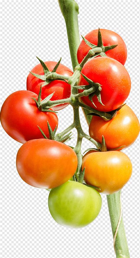 Tomato Plant Png Pngwing