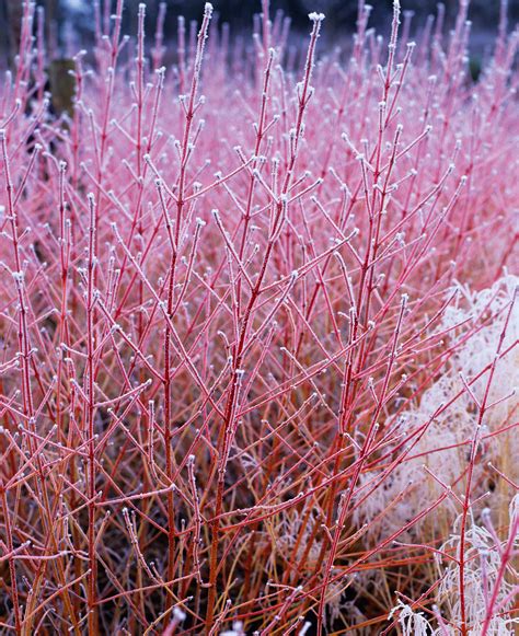 Winter garden ideas: 20 ways to a beautiful winter backyard | Homes & Gardens