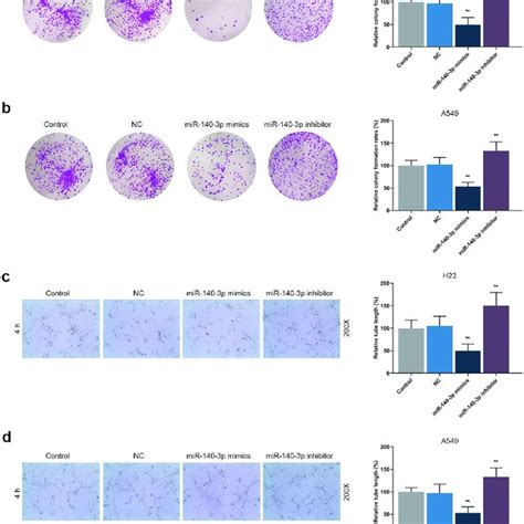 Upregulation Of Mir 140 3p Suppressed The Proliferation And Tube