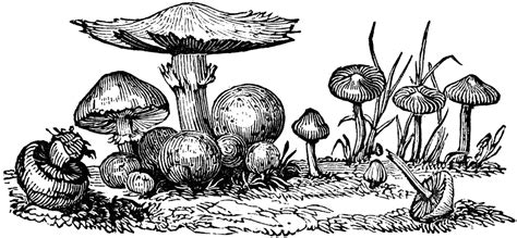 Fungi | ClipArt ETC