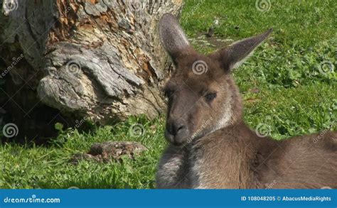 Sleeping Kangaroo Stock Footage & Videos - 23 Stock Videos