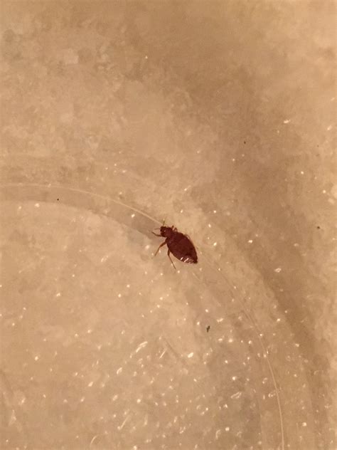 Bed bug for sure.. he can’t be the only one. Does anyone know how often
