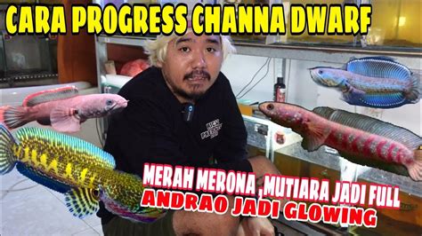 CARA PROGRESS CHANNA LIMBATA ASIATICA DAN ANDRAO PALING MUDAH DAN AUTO