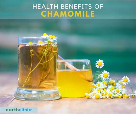 Chamomile Tea Benefits And Other Uses For Chamomile 59 OFF