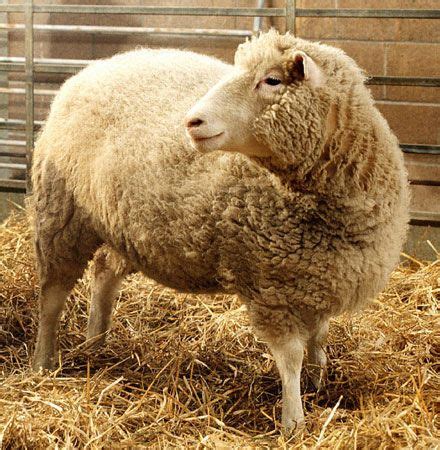 Dolly | cloned sheep | Britannica.com