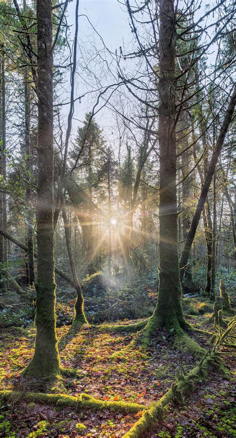 Lough Key Forest Park | sunset | forest photo | Roscommon