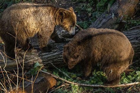 Grizzly bear cubs at Northwest Trek Wildlife Park