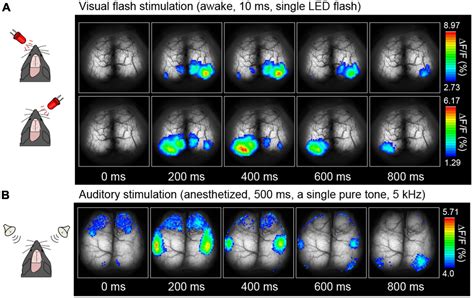 Frontiers Transcranial Cortex Wide Ca2 Imaging For The Functional