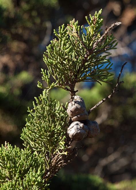 Hesperocyparis Macrocarpa Monterey Cypress Description