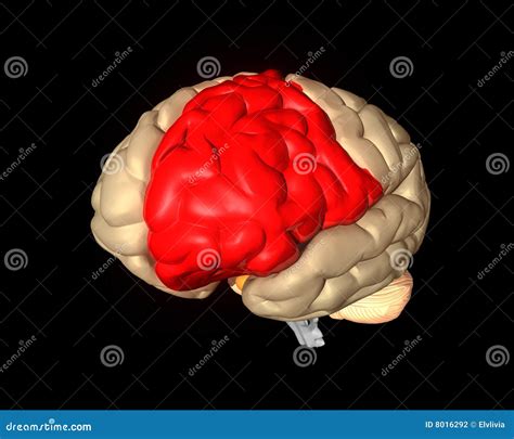 Frontal Lobe Vector Illustration. Labeled Diagram With Brain Part ...