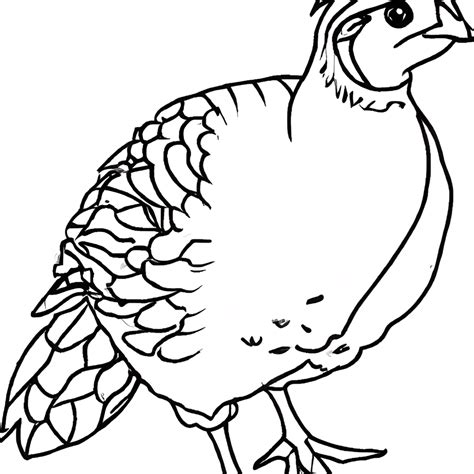 Coloring Page Black And White Quail Creative Fabrica