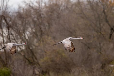 Is Hunting Sandhill Cranes Truly Necessary?