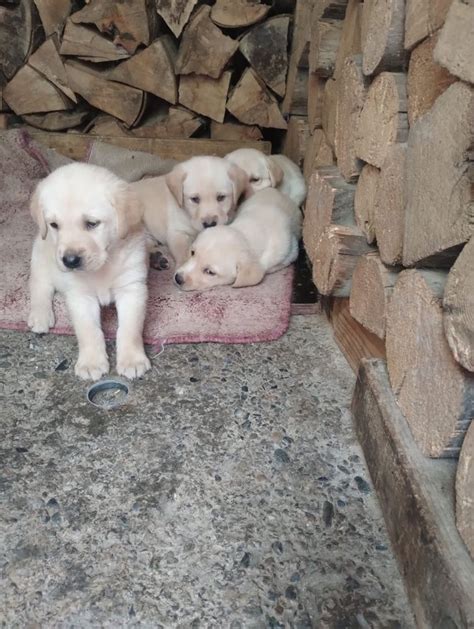 Pui De Labrador Rasa Pura Sibiu Olx Ro