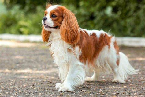 Cavalier King Charles Spaniel Size Growth Size Chart