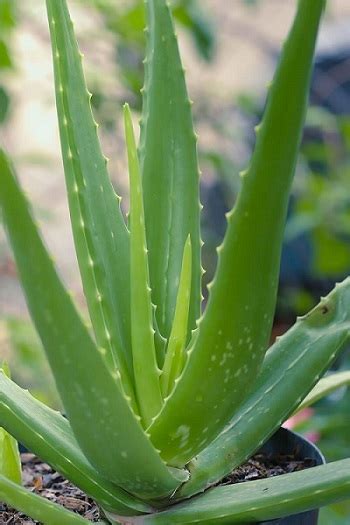 Aloe Barbadensis Miller Aloe Vera Enine Hydroponic Pvt Ltd