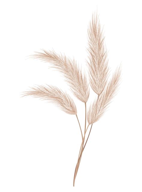 Premium Vector Pampas Grass Branch Dry Feathery Head Plume Used In Flower Arrangements