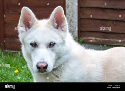 Pelo blanco husky fotografías e imágenes de alta resolución - Alamy