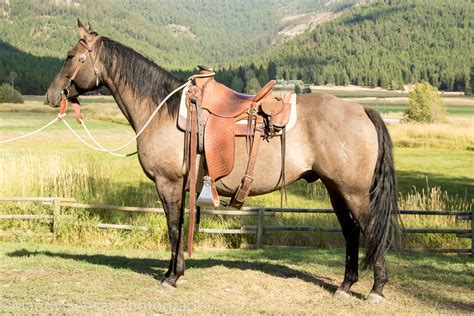 Ranch Horses At Work