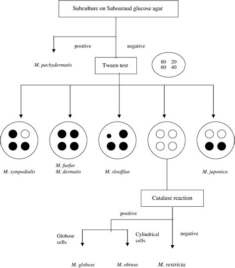 Colonization Of Neonate Skin By Malassezia Species Relationship With