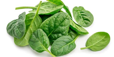 Spinach Types The 3 Best Varieties To Grow Gfl Outdoors