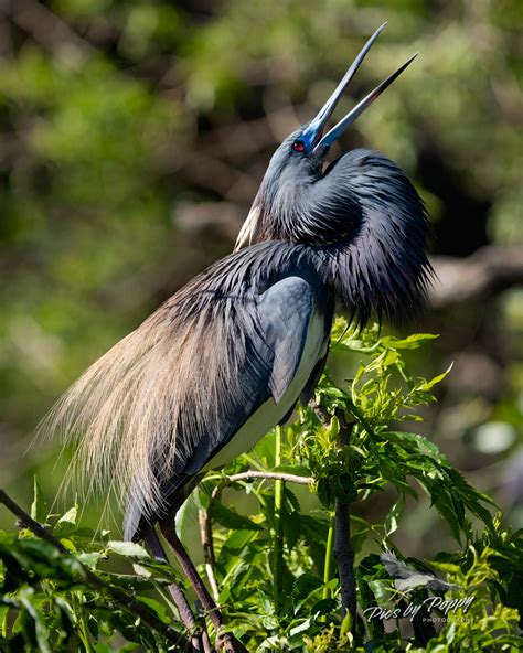 Pics by PoppyCaptureTri colored Heron Plumage Dance