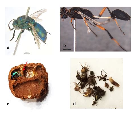 a) Trichrysis imperiosa, b) Sceliphron coromandelicum, c) Cuckoo wasp ...