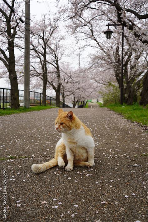 猫と桜 Stock 写真 Adobe Stock