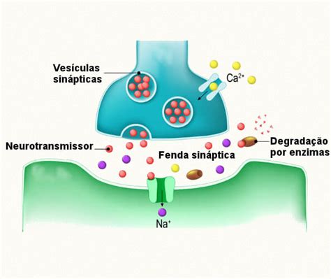 Os Neurotransmissores São Liberados Pelas Extremidades Dos Dendritos - Estrutura Dos Neurotransmissores