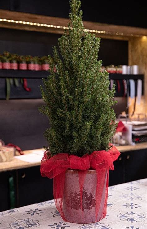 Opuesto Chupar Cantidad De Ventas Tipos De Arboles De Navidad Naturales