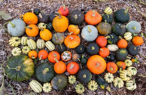 Growing Pumpkins — Victoria Wade