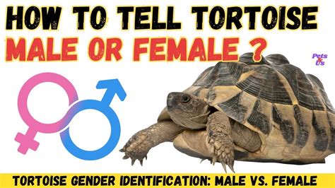 🐢how To Tell Tortoise Is Male Or Female Sulcata Tortoise Gender Male