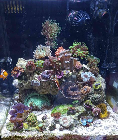 Im Nuvo Fusion Gallon Reef Tank Tank Shots Nano Reef Community