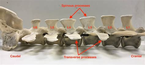 Paravertebral Block In Cows Bovis Vetlexicon