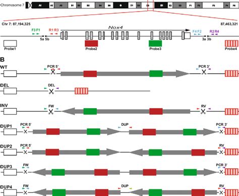 Overview Of The 1553 Kb Rearrangement Region Targeting Nox4 A The