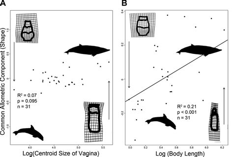 Evolutionary Allometry Of Cetacean Genital Shapes A Evolutionary