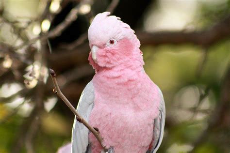 Galah Pink And Gray Parrot - Free photo on Pixabay | Parrot, Australian ...