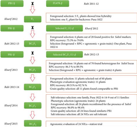 Breeding Scheme Used In The Marker Assisted Backcross Programme For The Download Scientific