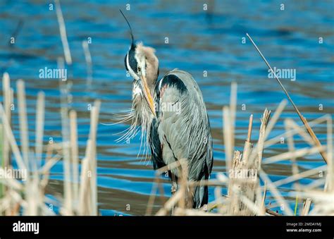 Great Blue Heron In Swamp Preening Stock Photo Alamy