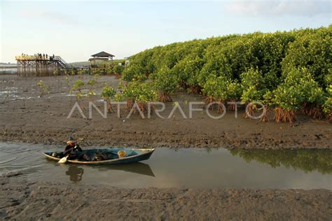 TARGET REHABILITASI KAWASAN MANGROVE 2022 ANTARA Foto