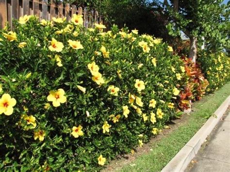 Hibiscus Tropical Gems Of The Garden Dengarden