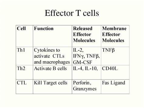 Ppt Cytotoxic T Lymphocytes Ctls And Nk Cells Powerpoint