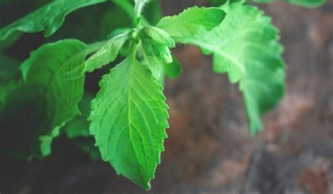 Tulsi Plant Facts Types Benefits How To Grow And Care Tips