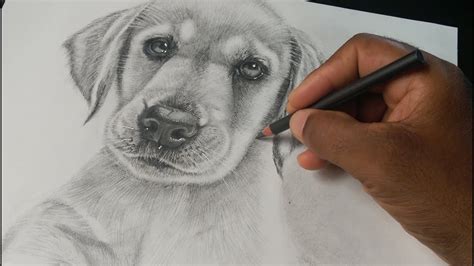 Dibujos realistas de perros | Actualizado mayo 2022