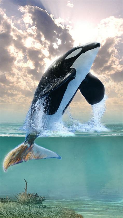 An Orca Jumping Out Of The Water With Its Head Above The Waters Surface