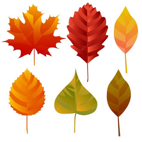 Premium Vector Set Of Different Autumn Leaves