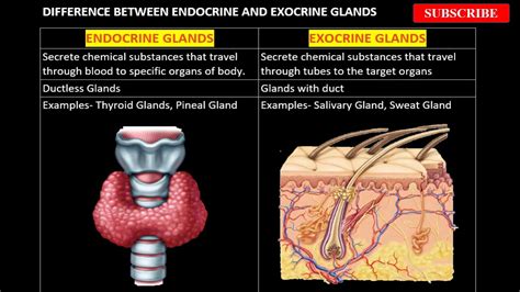 √70以上 exocrine glands meaning in marathi 177667